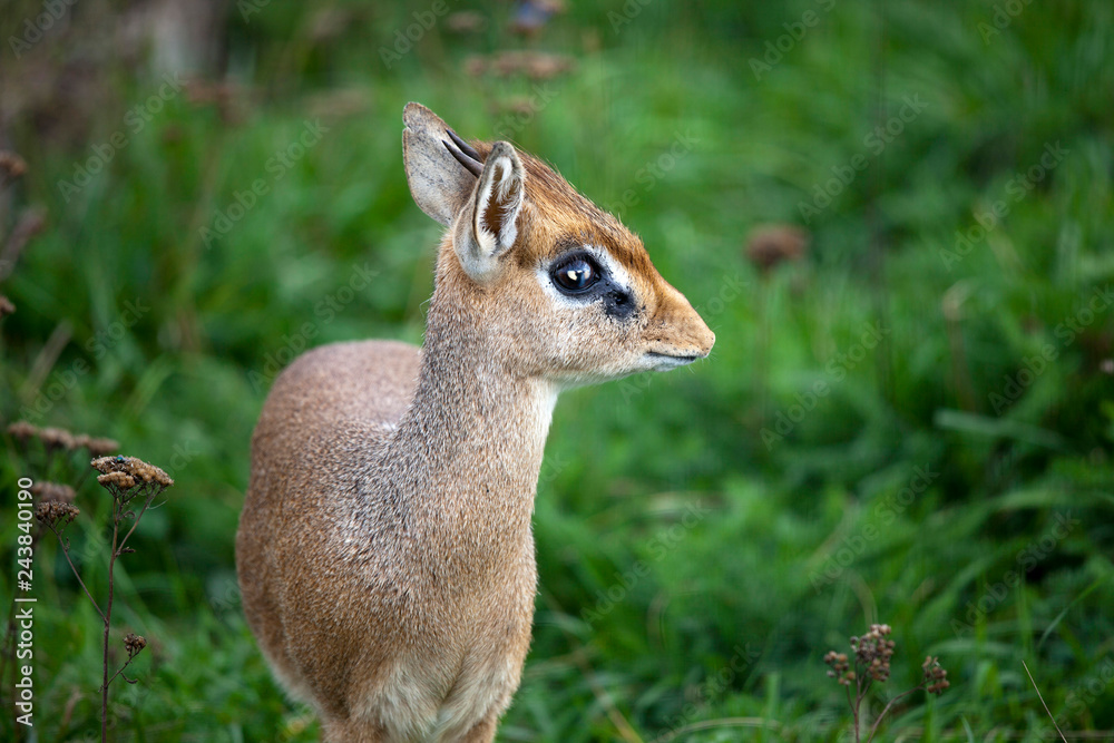 smallest antelope dik-dik in green grass smallest antelope dik-dik in green grass