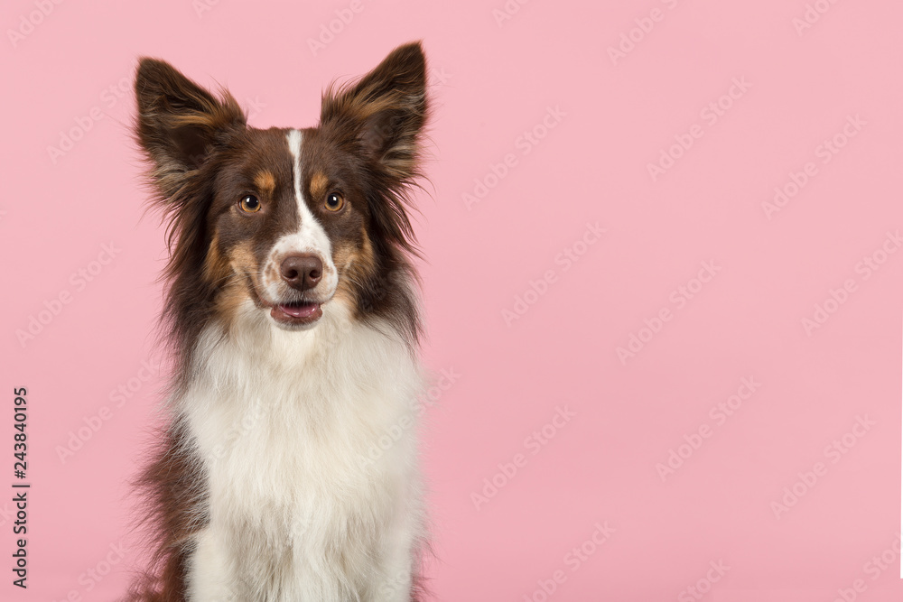 Portrait of miniature american shepherd dog looking away with mouth open on a pink background with space for copy