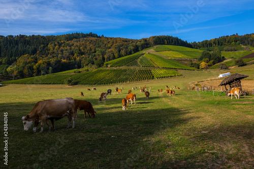 Weinberge Reben 