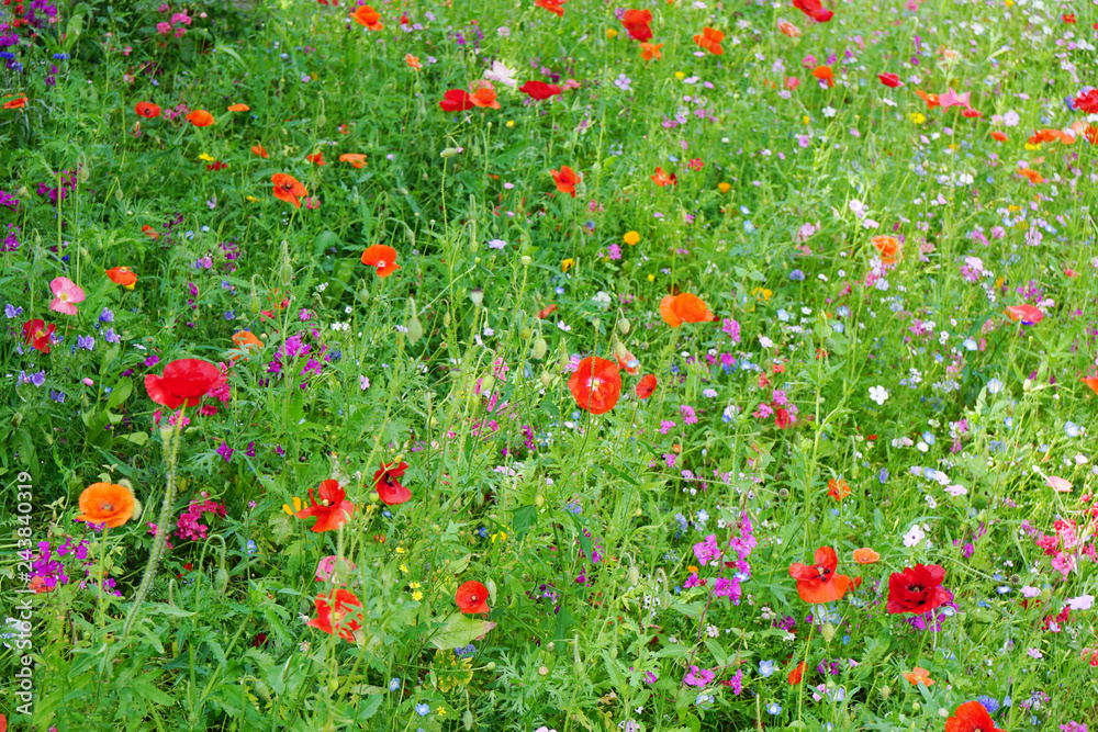 multicolored wildflower meadow with poppies and various other flowers