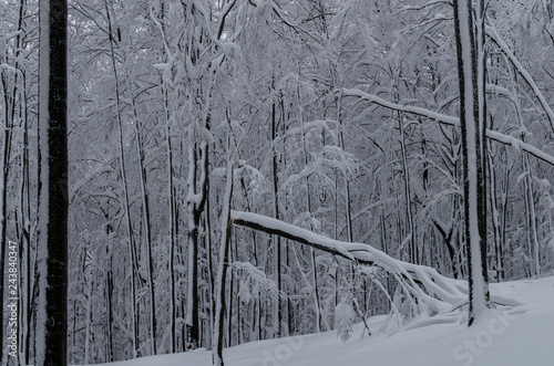 Fototapeta Naklejka Na Ścianę i Meble -  las zimą
