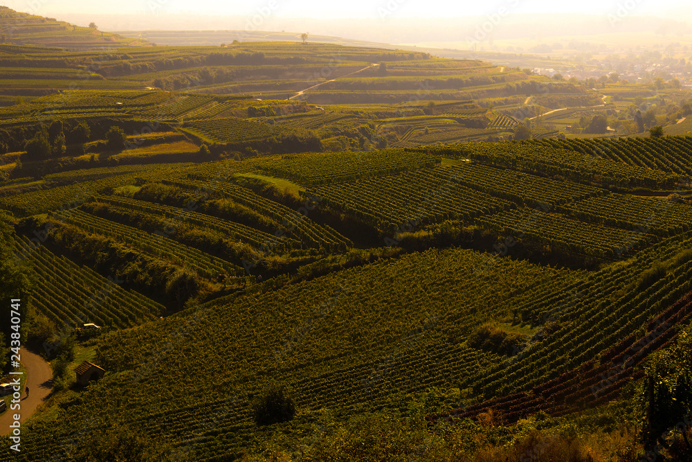 Weinberge Reben 