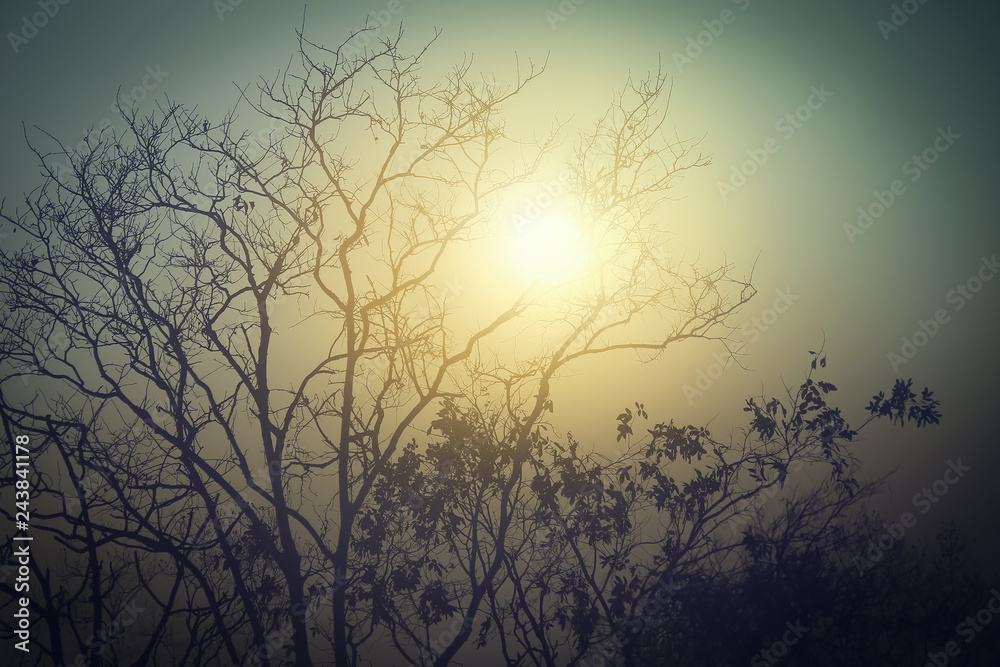 sunset in the forest