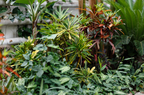 Sochi, Russia. The variegated leaves are exotic potted plants. Greenhouse in the Arboretum. Flower of Croton (Codiaeum)