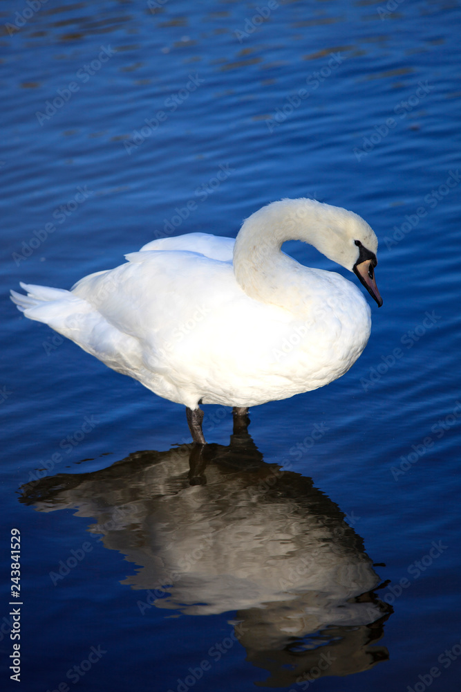 Naklejka premium Beautiful white swan on blue water background