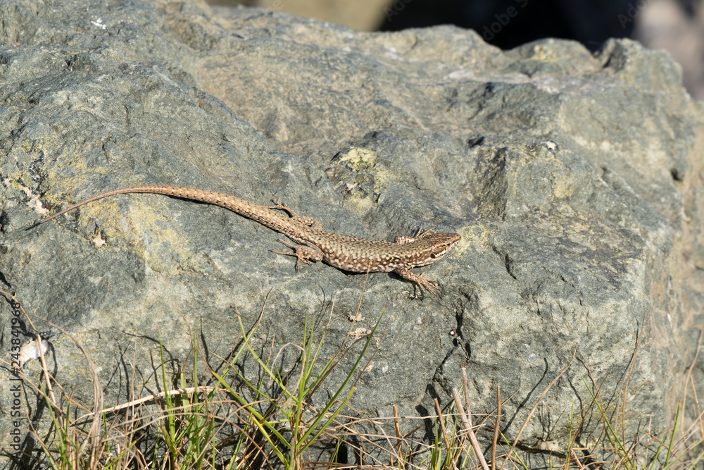 Obraz premium lézard