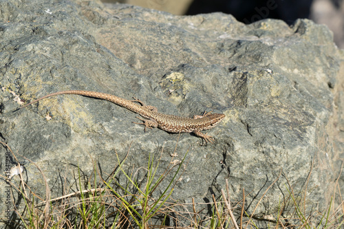 lézard