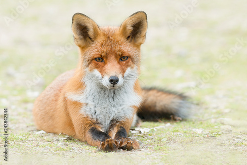 Red fox lying down in de grass with stretched legs looking at camera