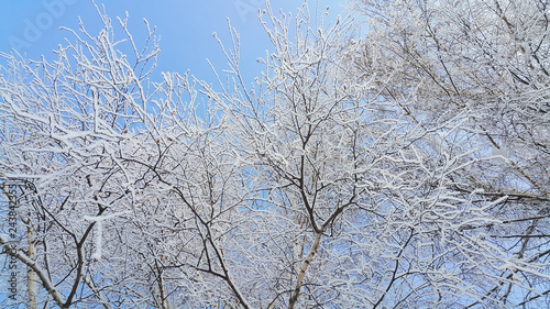 Beautiful branches of birch covered with snow and hoarfrost