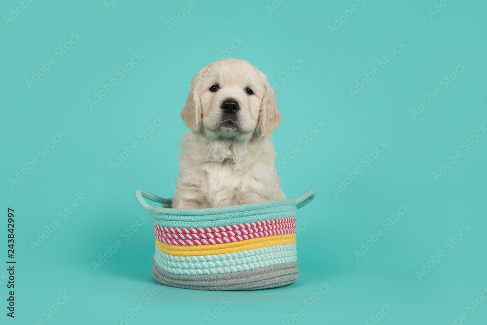 Cute golden retriever puppy looking at the camera sitting in a colorful basket on a turquoise blue background - obrazy, fototapety, plakaty 