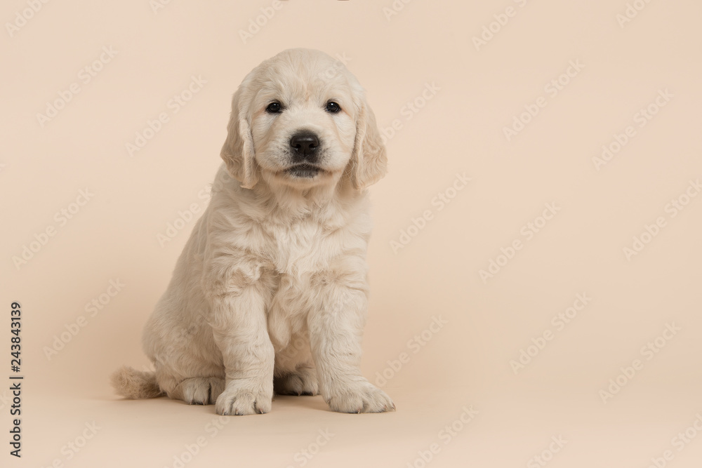 Cute golden retriever puppy looking at the camera sitting on a sand colored background - obrazy, fototapety, plakaty 
