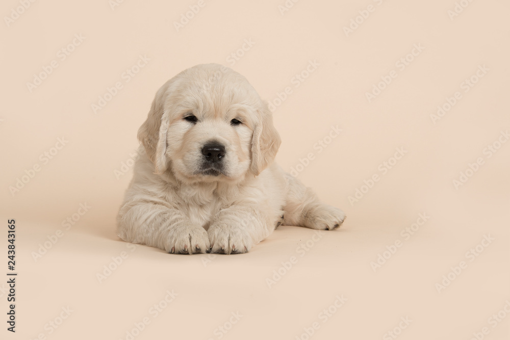 Cute golden retriever puppy looking at the camera lying down on a sand colored background Cute golden retriever puppy looking at the camera lying down on a sand colored background