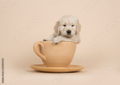 Fototapeta Naklejka Na Ścianę i Meble -  Cute golden retriever puppy sitting in a cup and saucer on a sand colored background