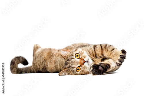 Adorable cat Scottish Straight lying isolated on white background