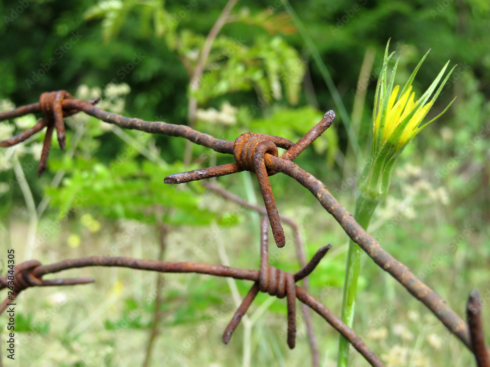 Rusty barbed wire on a background of green grass and wildflowers in the summer forest. Concept of migration, old prison, last war or freedom