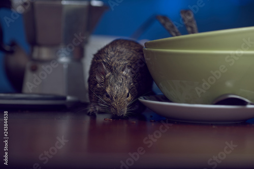 Close-up, rodent degu walks on the table in the kitchen among unwashed dishes. Fight with rodents in the apartment. 