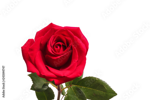 red rose on white background