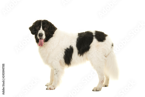 Fototapeta Naklejka Na Ścianę i Meble -  Standing landseer dog looking at the camera seen from the side isolated on a white background