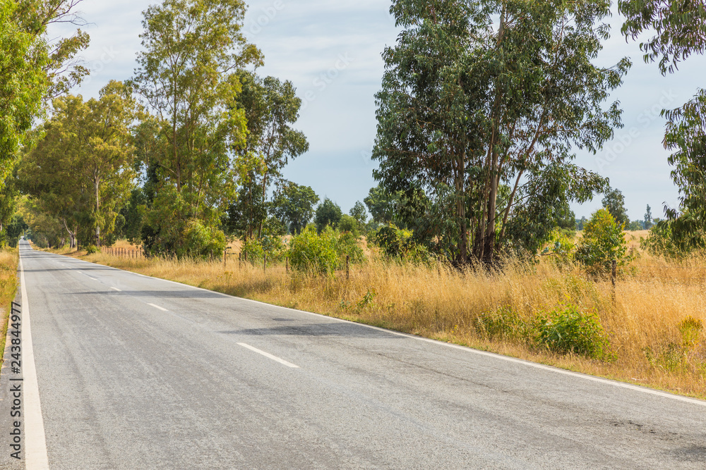 Naklejka premium Straight road with strong shadows created by plants