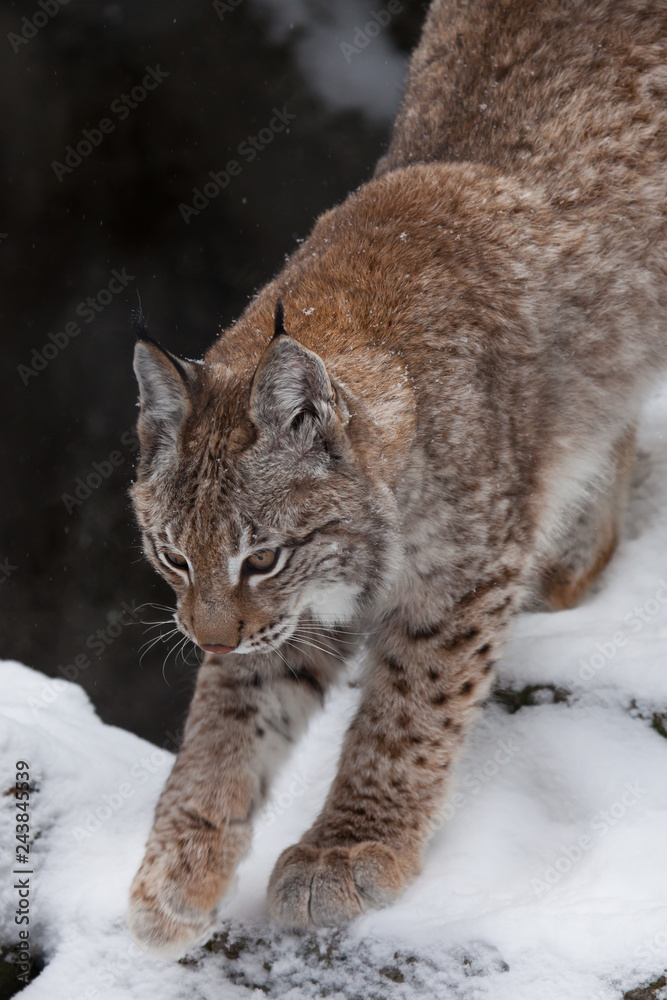 Obraz premium Slender forest cat lynx gracefully stretches, preparing to jump