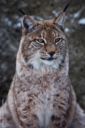 Muzzle of a wild forest cat lynx close-up- portrait, ears with tassels