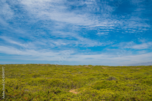 Field on a summer day with blue sky