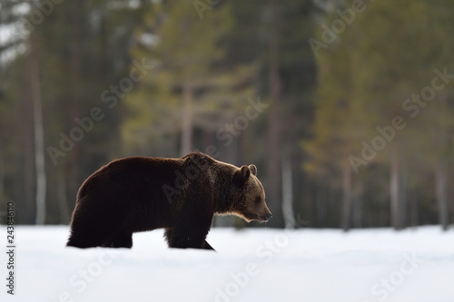 brown bear walking on snow after hibernation © Erik Mandre