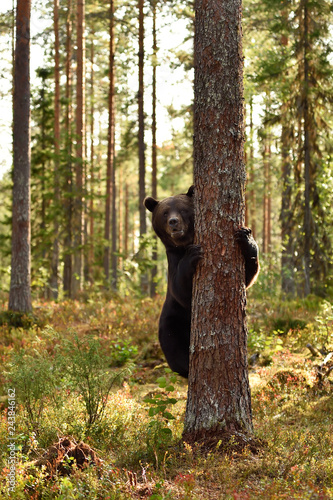 bear climbs up on a tree