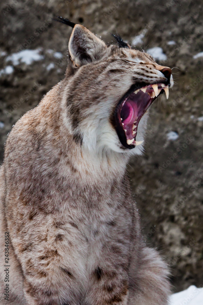 Obraz premium Lynx opens its mouth growling. Dangerous and formidable,.