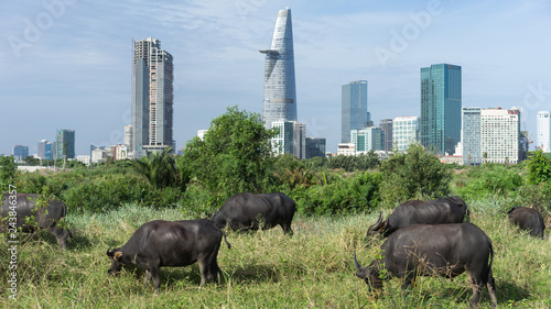 buffalo eating grass with city view  photo