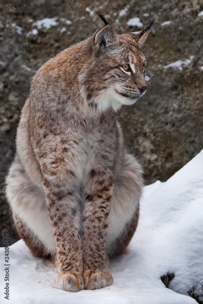looks sideways carefully and vigilantly, clear eyes. looks sideways carefully and vigilantly, clear eyes.