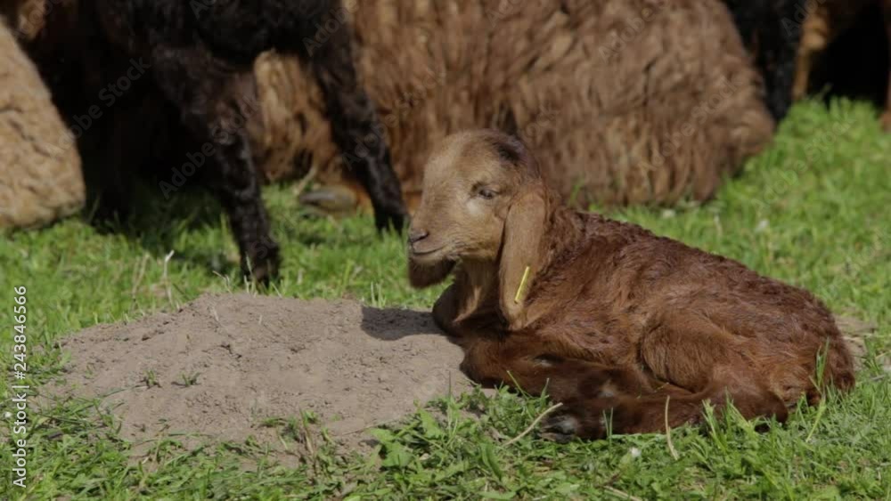 Cute brown lamb lies on pasture land on background herd of sheep Cute brown lamb lies on pasture land on background herd of sheep