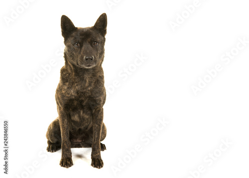 Fototapeta Naklejka Na Ścianę i Meble -  Female Kai Ken dog the national japanese breed lying down looking at the camera seen from the front isolated on a white background