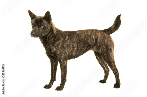 Fototapeta Naklejka Na Ścianę i Meble -  Female Kai Ken dog the national japanese breed standing seen from the side isolated on a white background