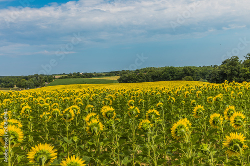 .Sunflower field with cloudy © alexandre zveiger