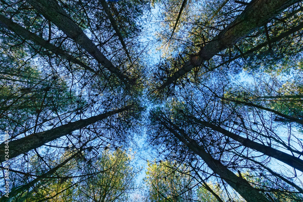Looking up the trunks of a group of tall pine trees to a blue winter sky.