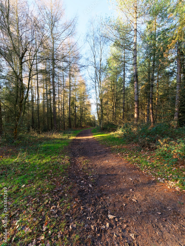 Muddy path curves between rows of trees on a bright winters morning. Muddy path curves between rows of trees on a bright winters morning.