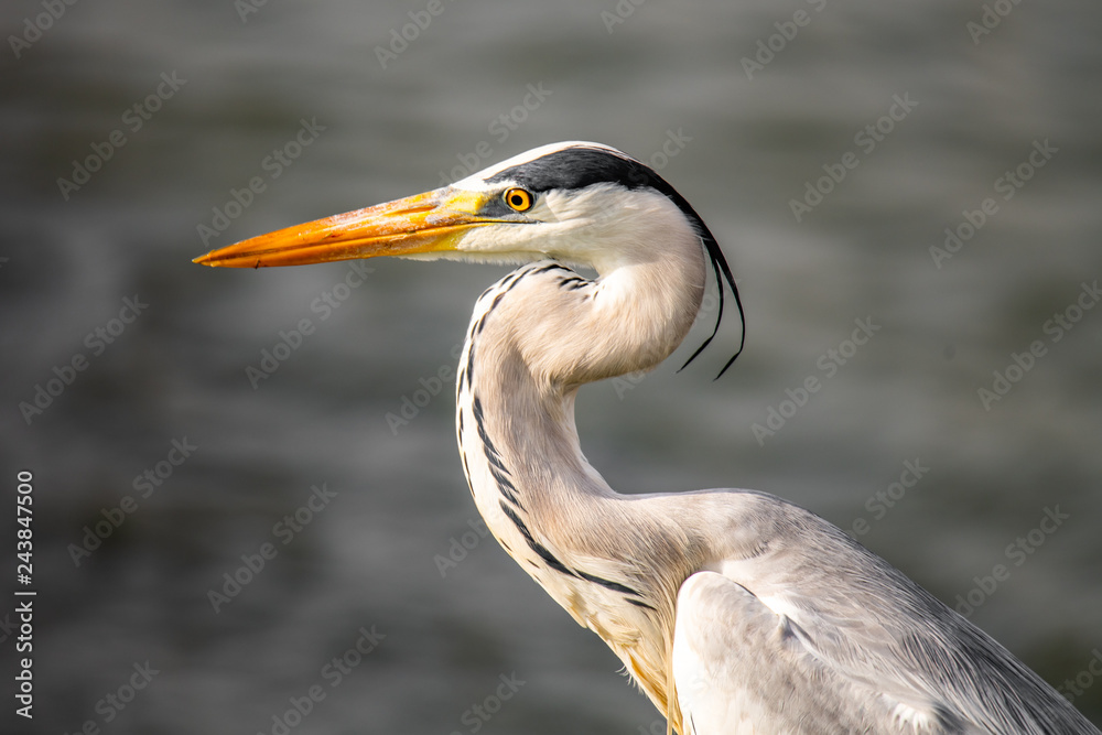 Grey Heron looking intently into the horizon Grey Heron looking intently into the horizon