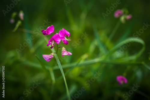 blooming mouse peas in the meadow