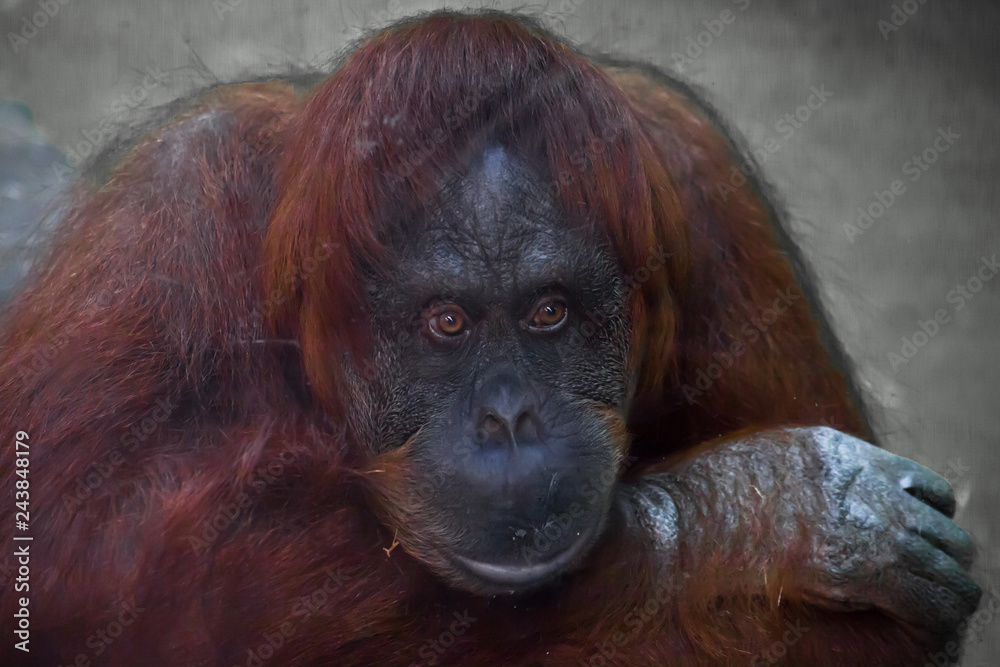 Smart face orangutan close up.