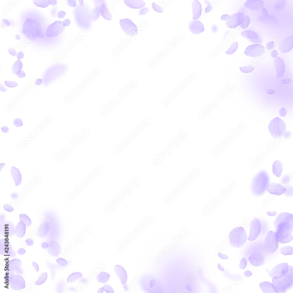Violet flower petals falling down. Fabulous romant Violet flower petals falling down. Fabulous romant