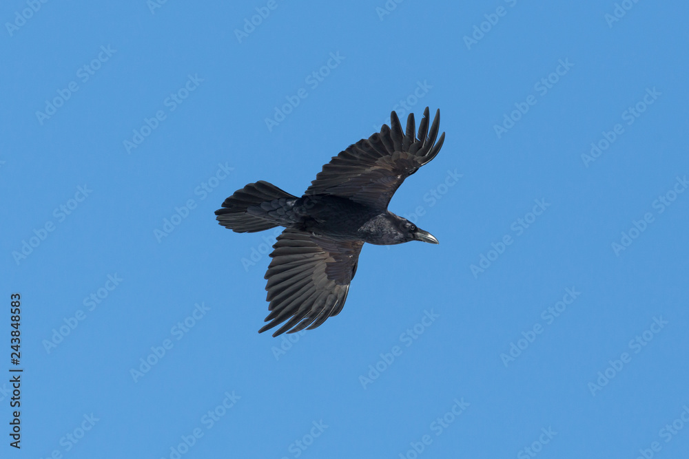 one northern raven (Corvus corax) in flight, blue sky one northern raven (Corvus corax) in flight, blue sky