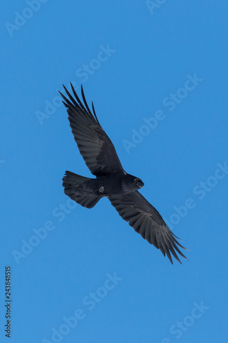 black northern raven bird  corvus corax  in flight  blue sky