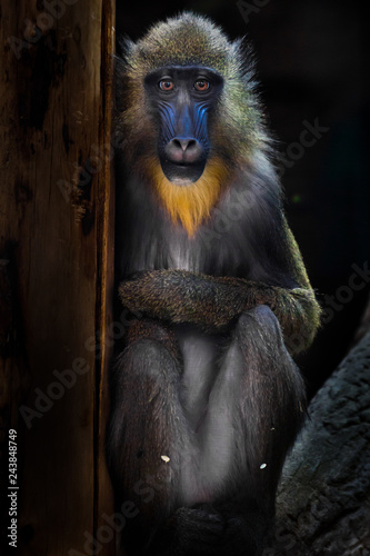 A beautiful madril baboon with bright yellow hair and blue nose on a dark background.