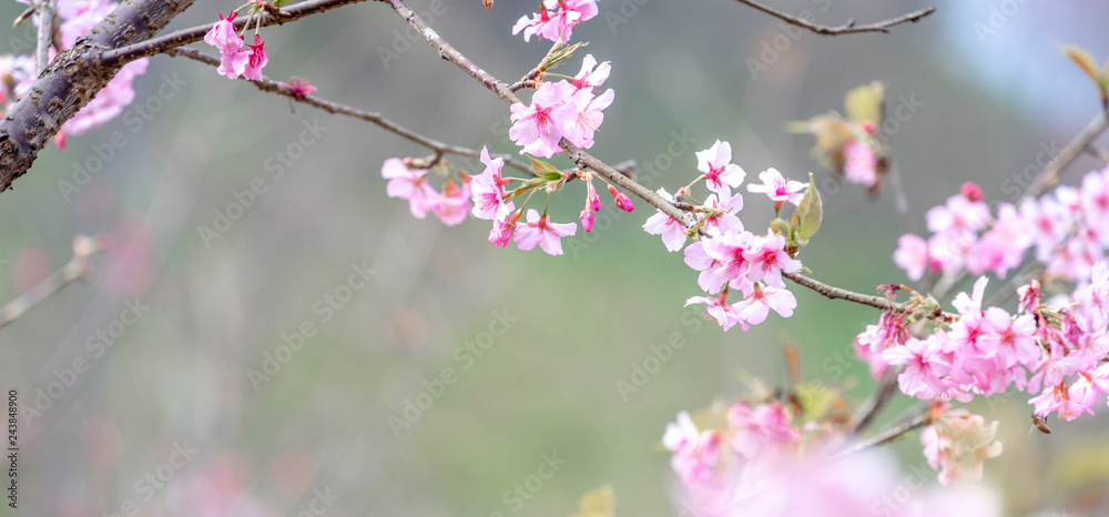 Beautiful cherry blossoms sakura tree bloom in spring over the blue sky, copy space, close up. Beautiful cherry blossoms sakura tree bloom in spring over the blue sky, copy space, close up.