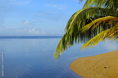 palm leaves and beach at sunset  Sainte Marie Island  Madagascar