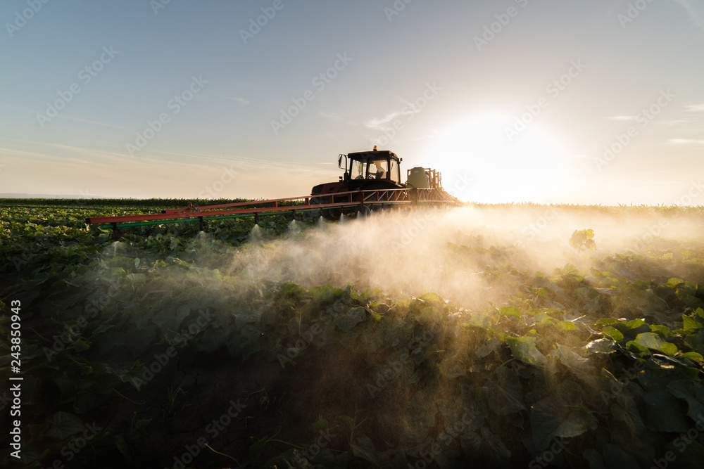 Fototapeta premium Farmer on a tractor with a sprayer makes fertilizer for young vegetable