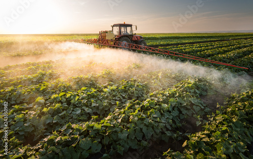 Fotografia Farmer on a tractor with a sprayer makes fertilizer for young vegetable
