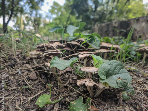 mushrooms in green grass