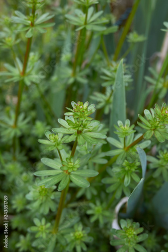 Galium mollugo